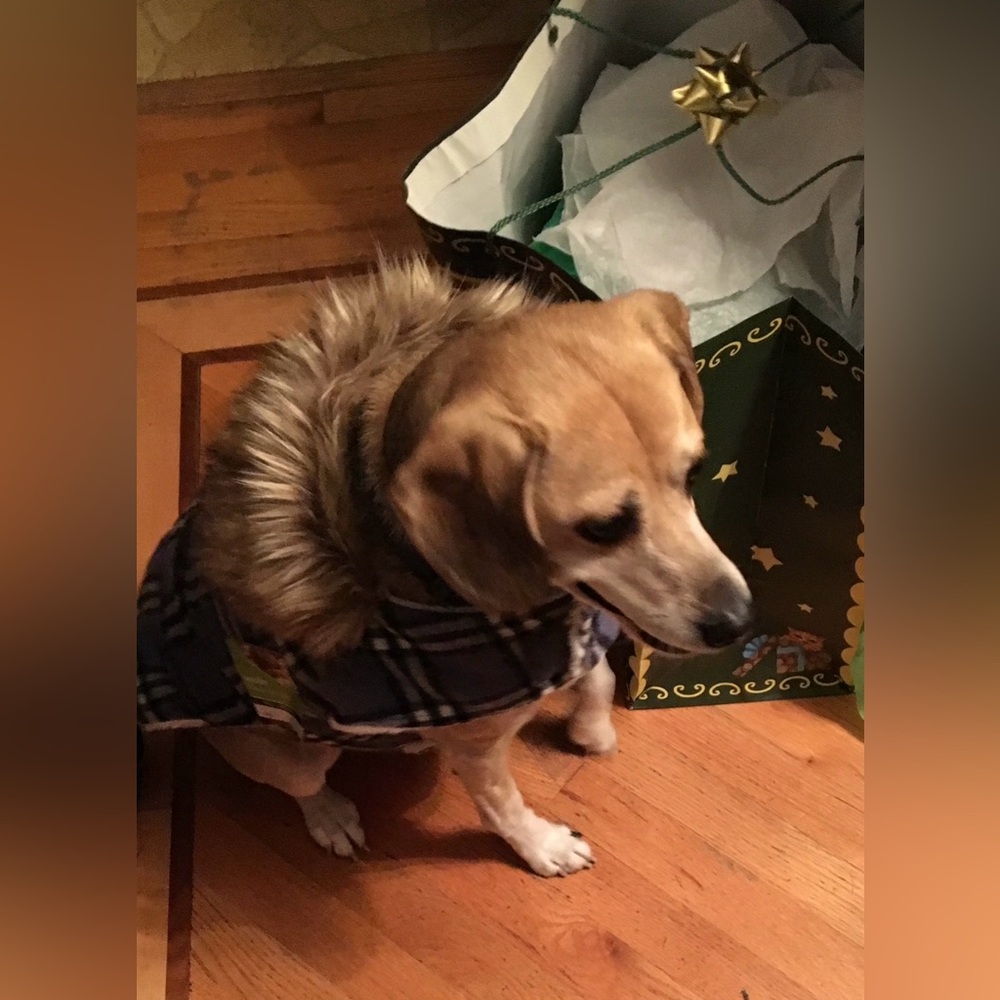 Stylish Insulated Plaid Dog Coat | Size Dogs XL - Picture 5 of 10